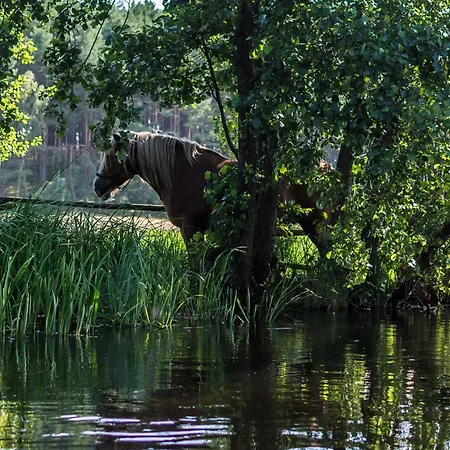 Smerfna * Wąglikowice